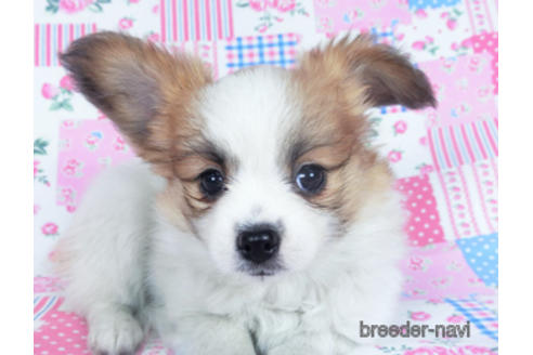 成約済の千葉県のパピヨン-161242の16枚目